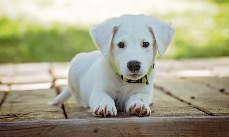 Si cerca il proprietario di un cane