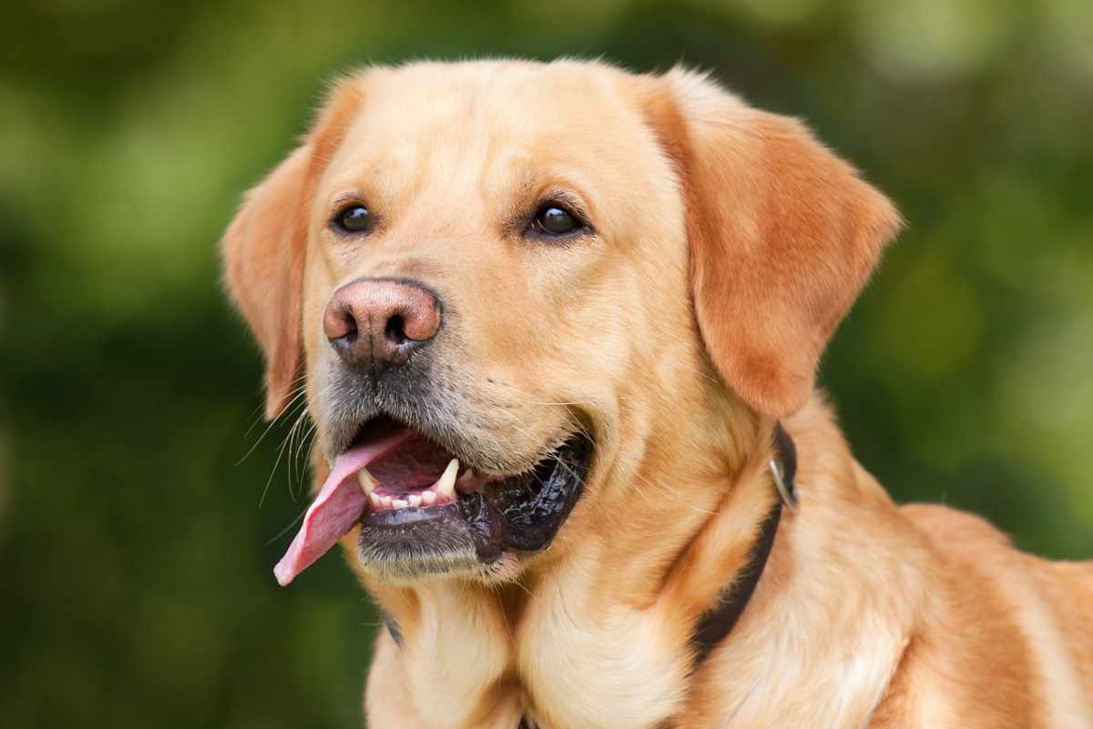 Si cerca il proprietario di un cane