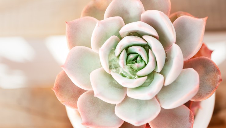 sistemazione piante grasse con il feng shui