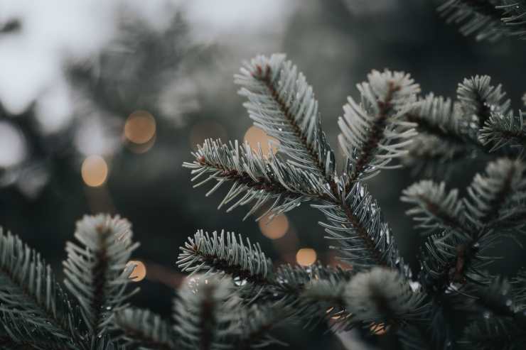 pulire albero di Natale metodo