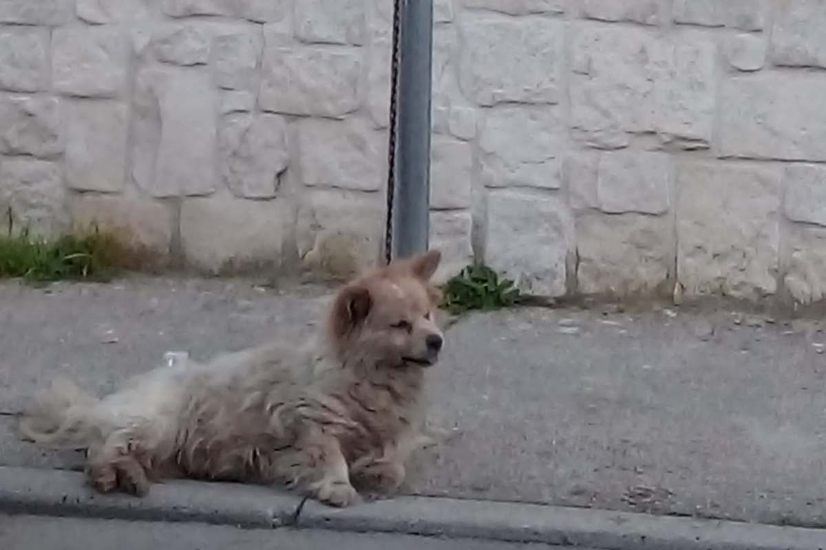 E' accaduto a Gricignano D'Aversa