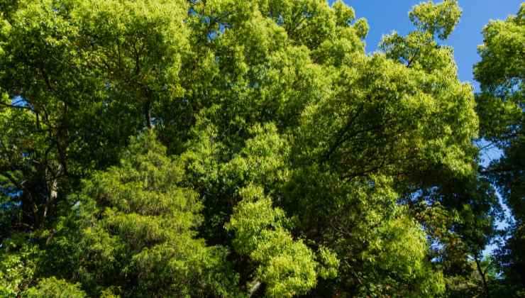 alberi bosco di capodimonte 