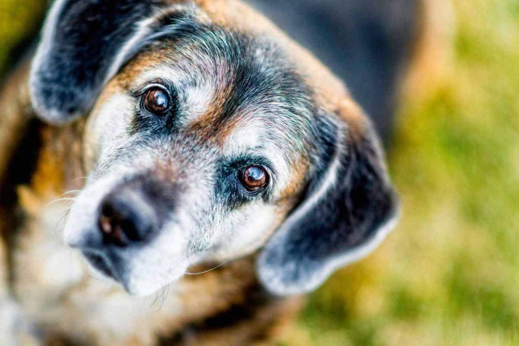 Il cane più anziano del mondo è in Italia