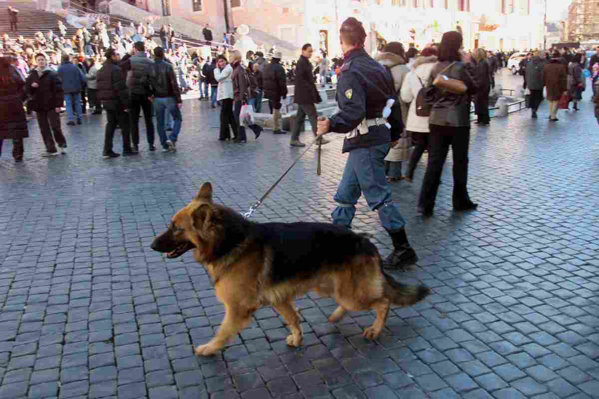 Cane antidroga