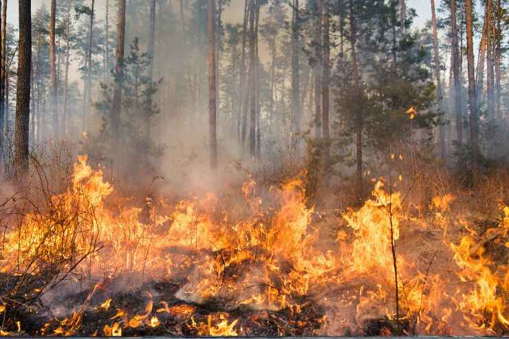 Il Parco Nazionale del Vesuvio in fiamme