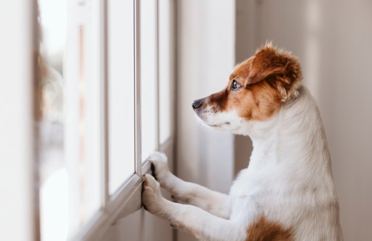 Cosa fanno i cani quando vedono i fantasmi?