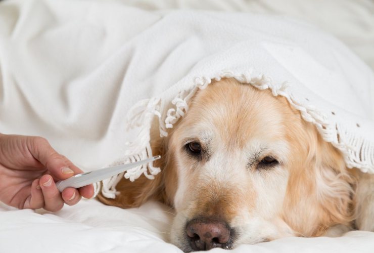 Come capire se il cane è febbricitante