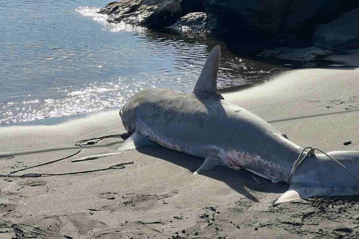 Squalo volpe spiaggiato a Napoli