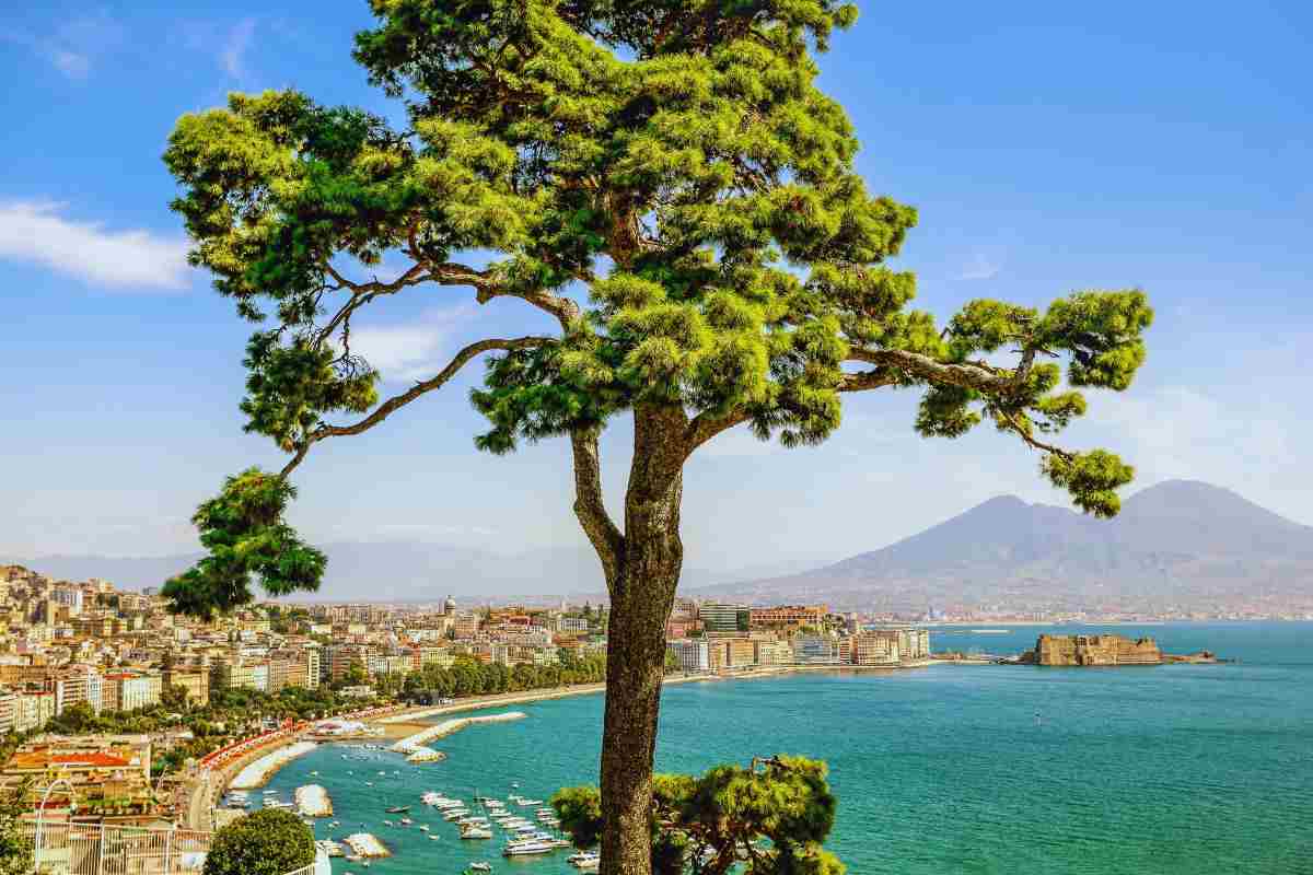 napoli albero