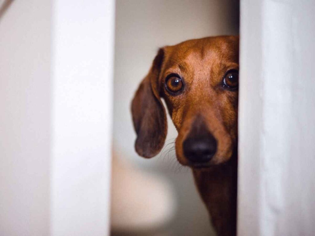 Cane spaventato da botti