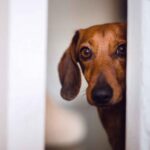 Cane spaventato da botti