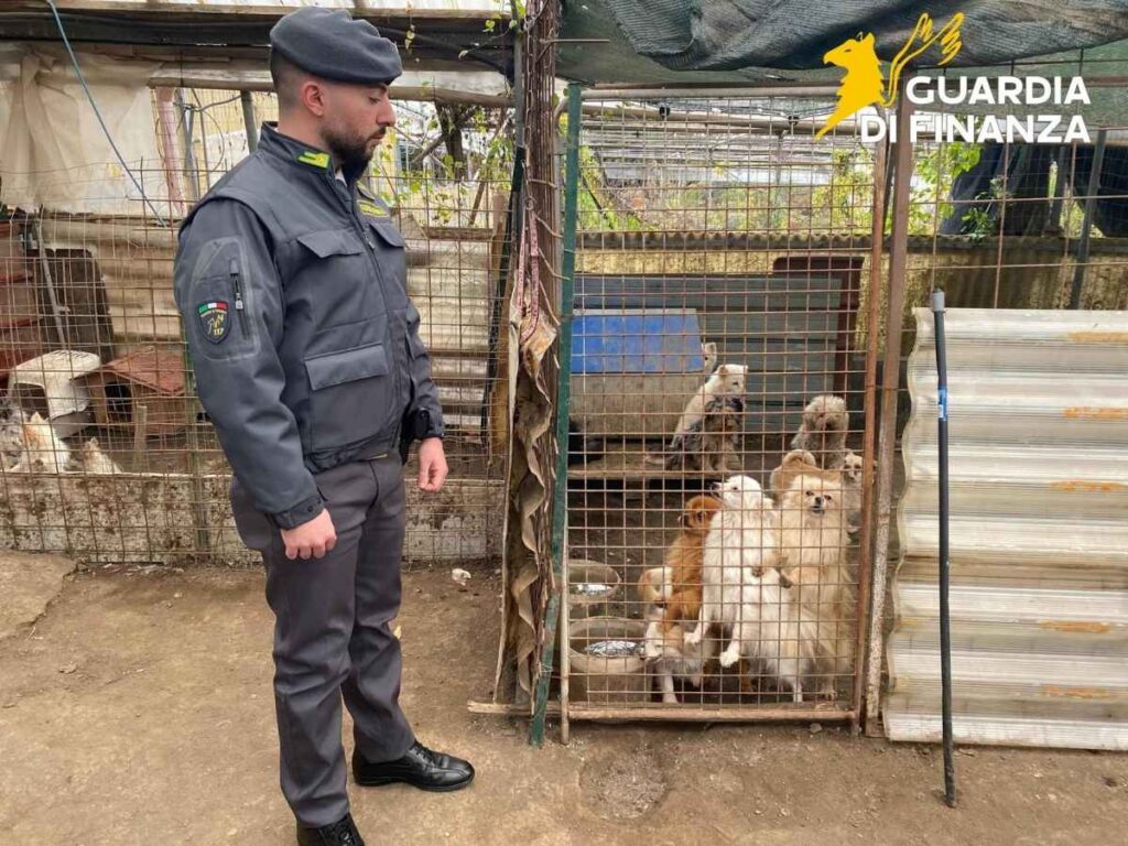 Allevamento abusivo di cani
