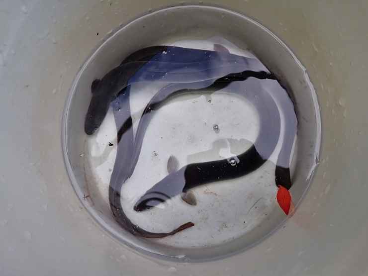 Capitoni da liberare