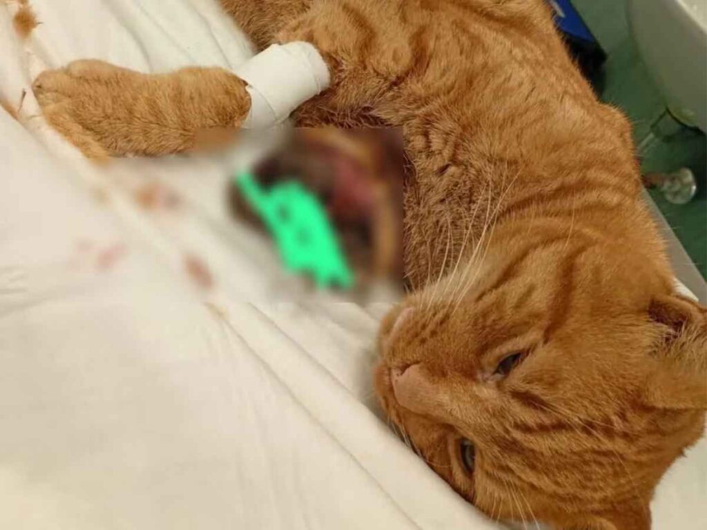 Il gatto rosso ferito dai petardi