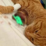 Il gatto rosso ferito dai petardi