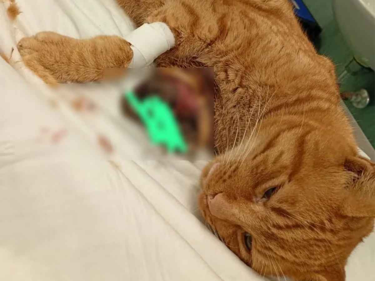 Il gatto rosso ferito dai petardi