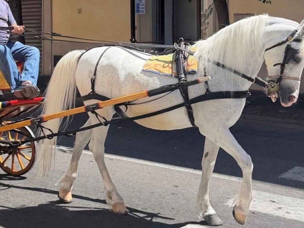 Carrozza con cavallo a Sorrento