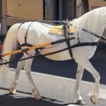 Carrozza con cavallo a Sorrento
