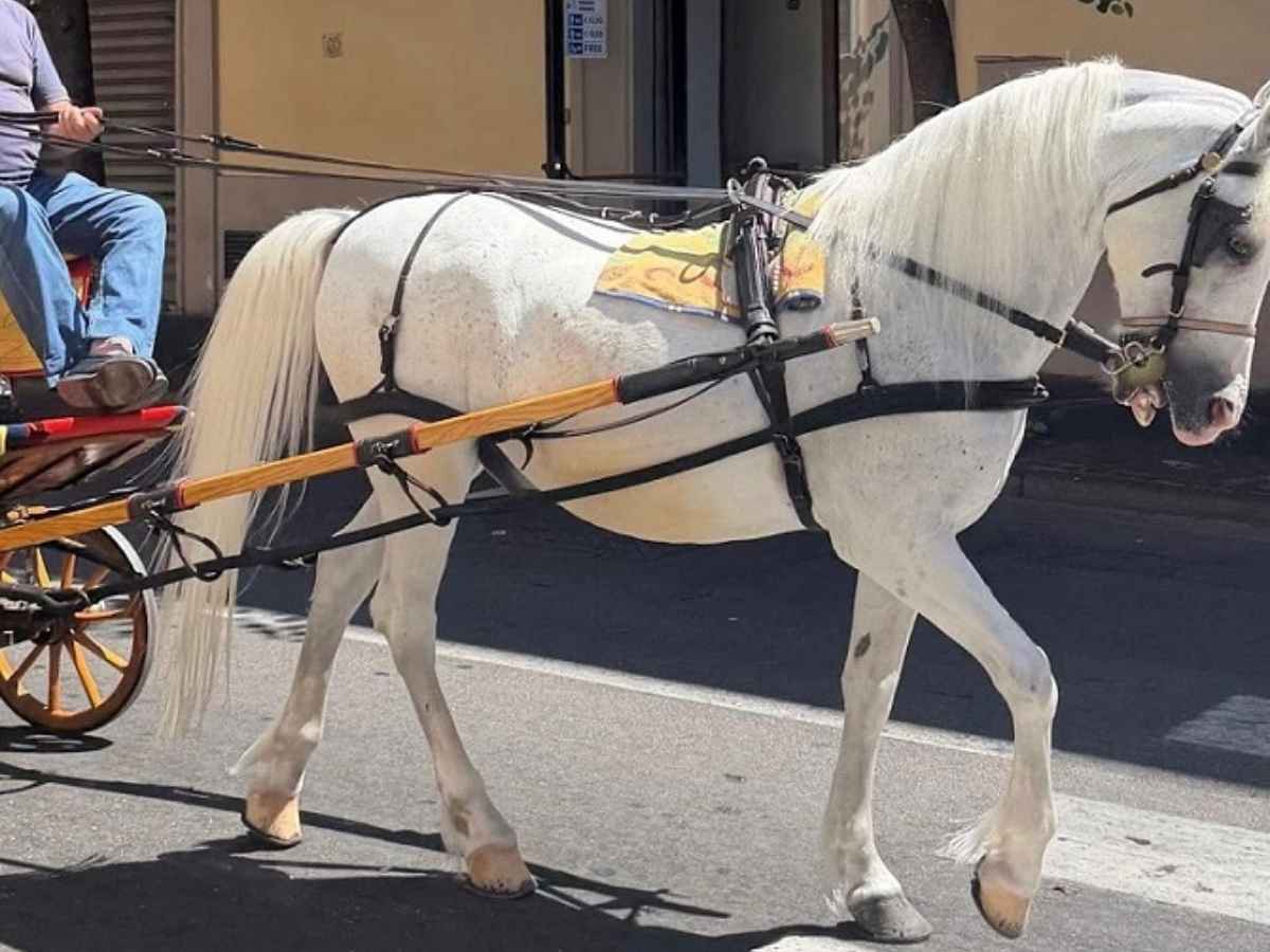 Carrozza con cavallo a Sorrento