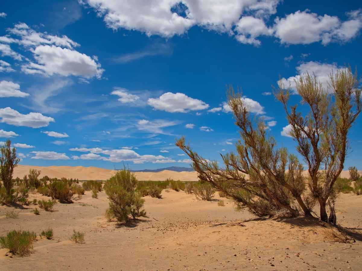 Deserto
