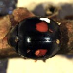 Thalassa montezumae, coleottero coccinellide
