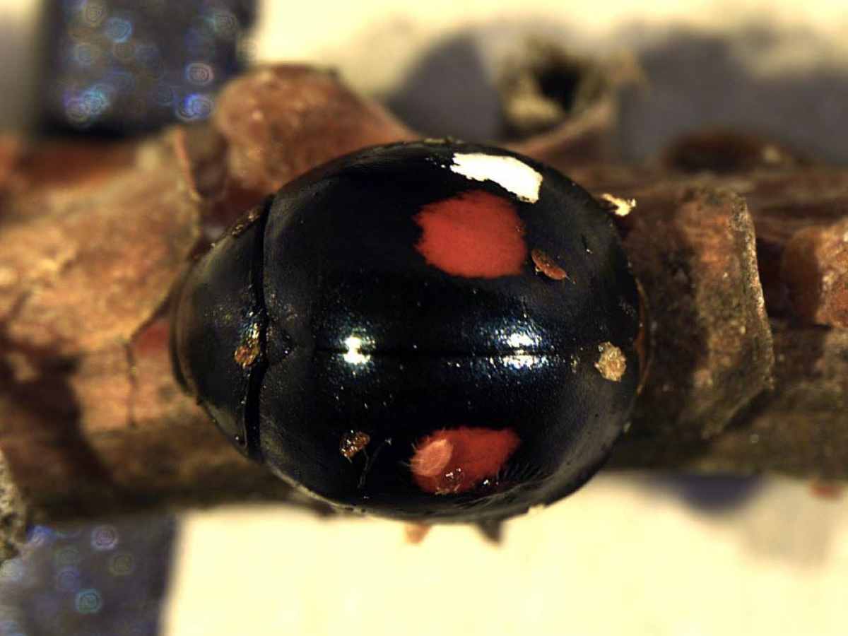 Thalassa montezumae, coleottero coccinellide